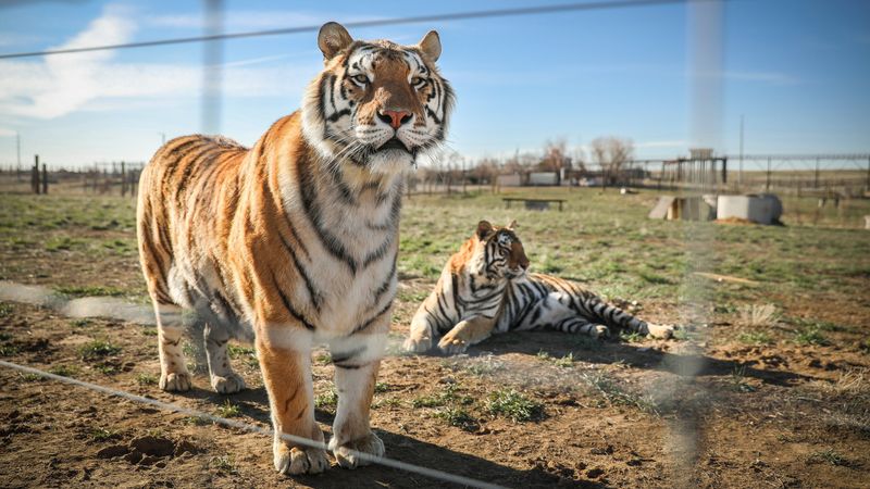 Genetic Research And Breeding Programs