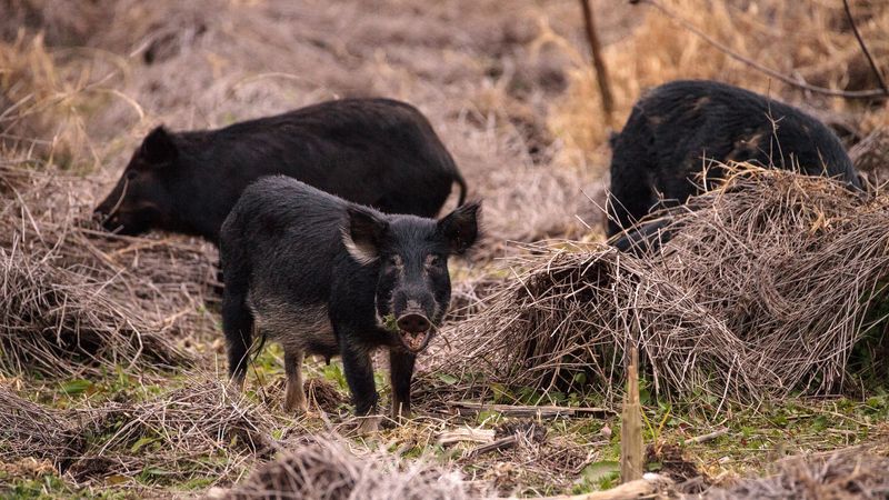 Recreational Hunting Limitations