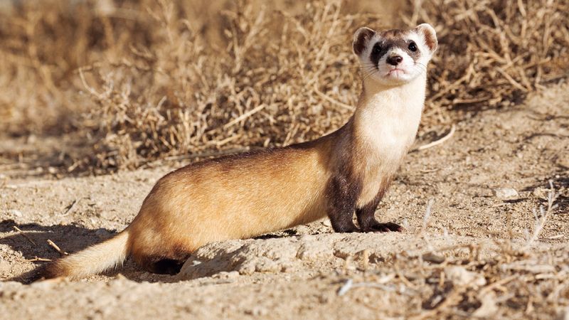 The Future Of Cloning For Species Conservation: What's Next?