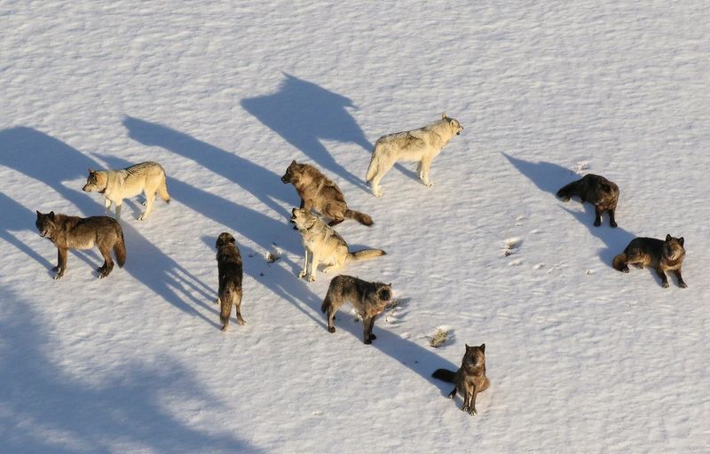 Wolf Behavior And Territory