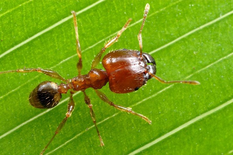 Pheidole Ants Produce Emergency Super Soldiers