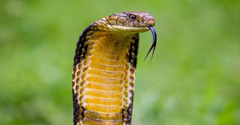 King Cobra's Royal Intimidation