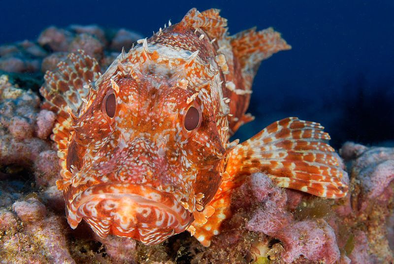 Scorpionfish
