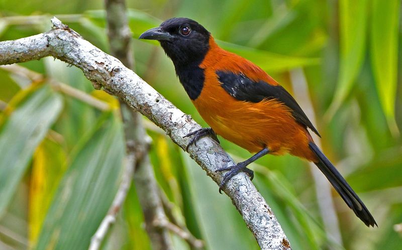 Hooded Pitohui: Toxic Songbird Surprise