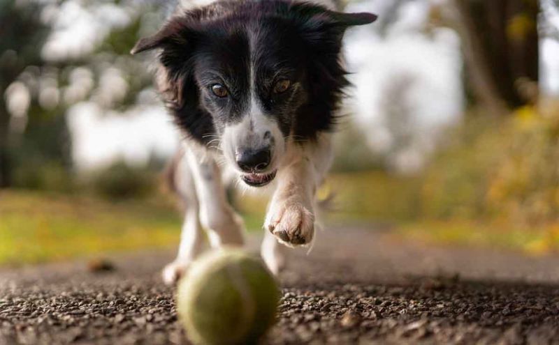 Border Collie – The Canine Einstein Needs Room To Work