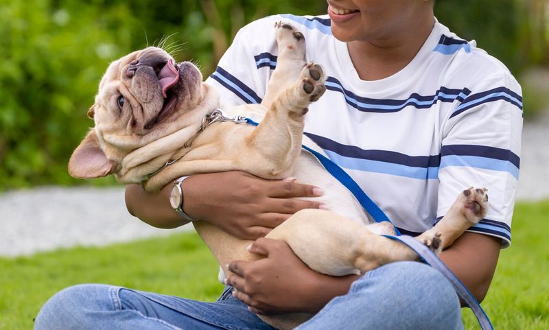 French Bulldog