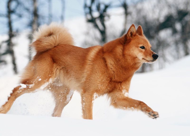 Finnish Spitz