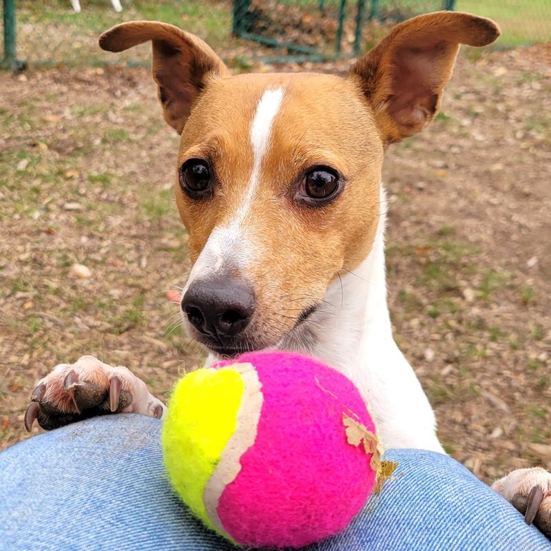 Jack Russell Terrier