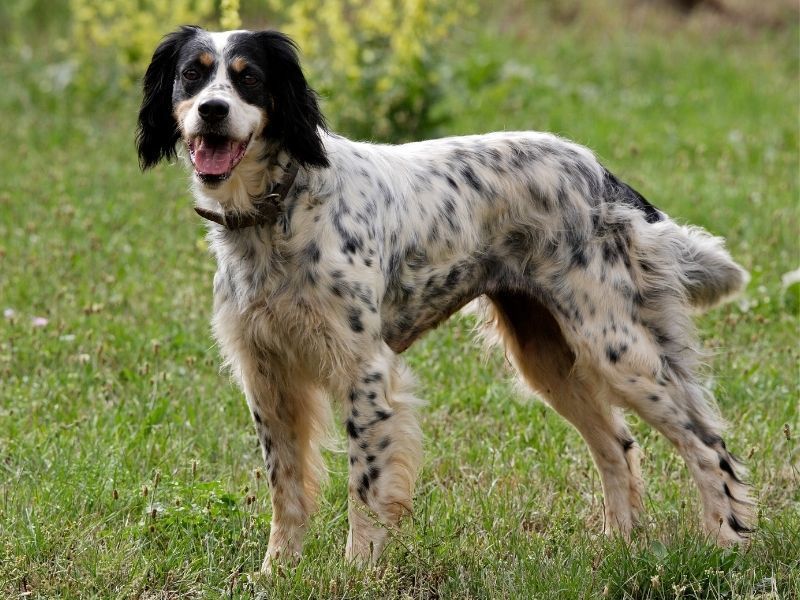 English Setter