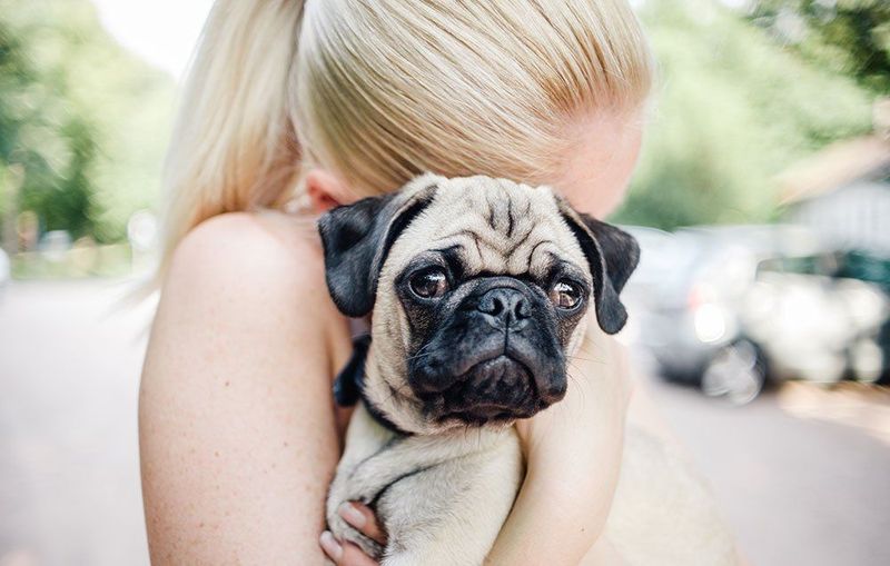 Pug