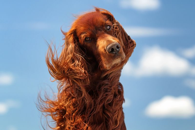 Irish Setter: Flame-Haired Fireside Friends