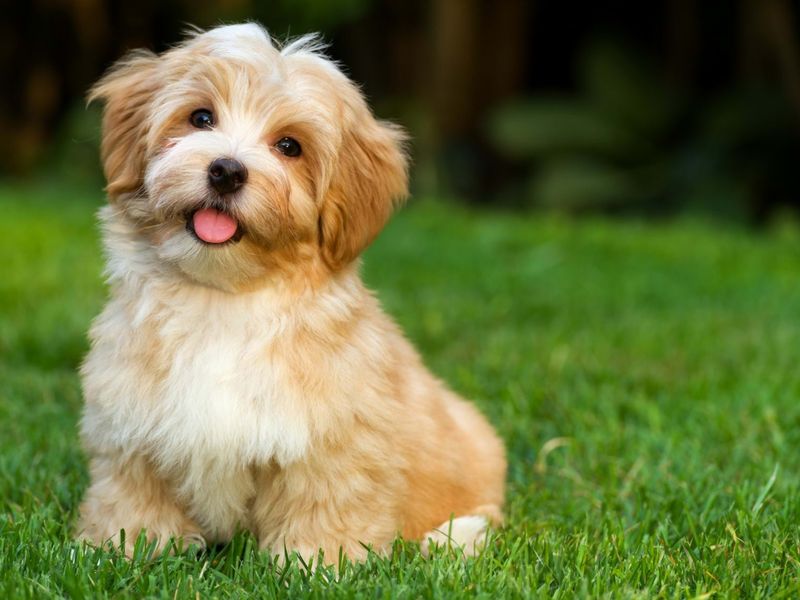 Havanese: The Velcro Smoocher