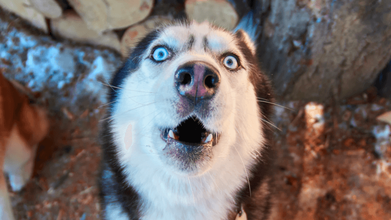 Siberian Husky