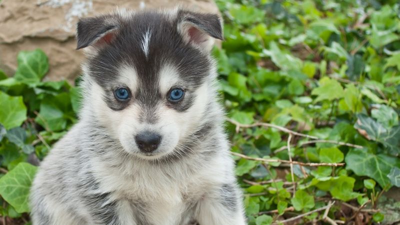 Pomsky: The Instagram Sensation