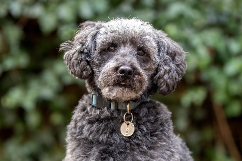 Schnoodle: The Watchful Worshipper