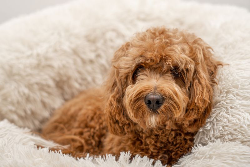 Cavapoo