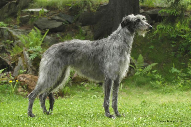 Scottish Deerhounds