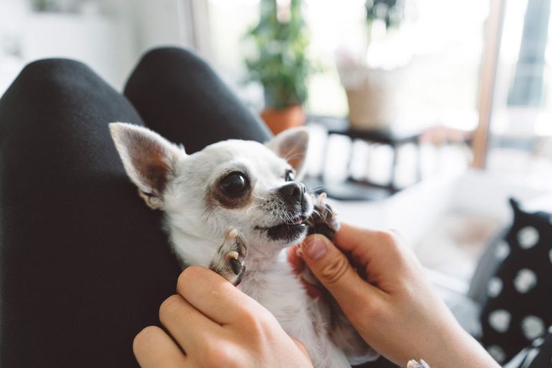 Teacup Breeds