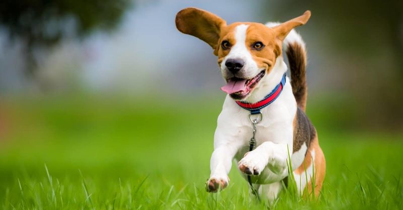 Beagles