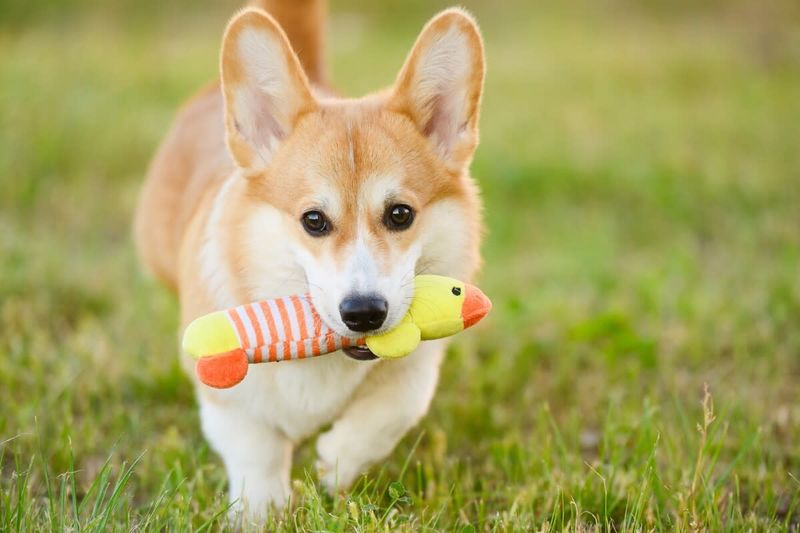 Corgis: Low-Riding Mood Elevators
