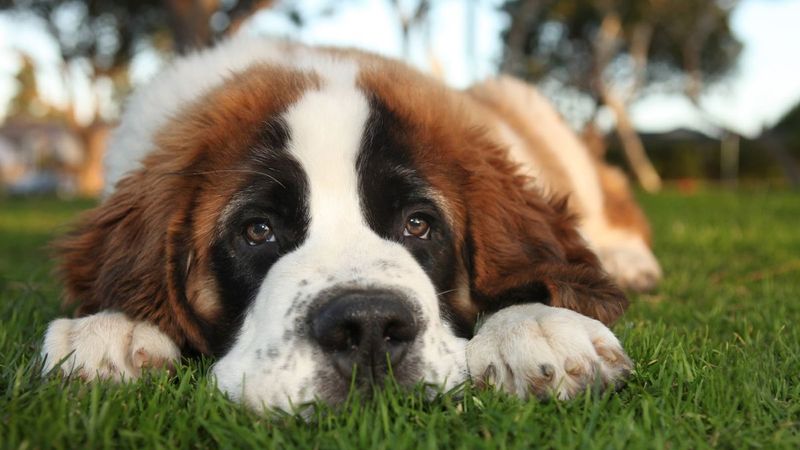Saint Bernards: The Emotional Rescue Experts