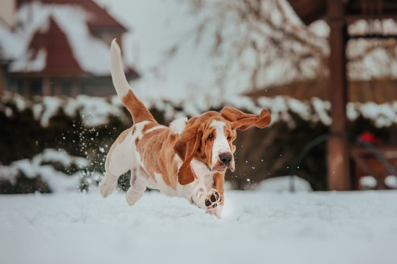 Basset Hounds: Low And Slow In Snow