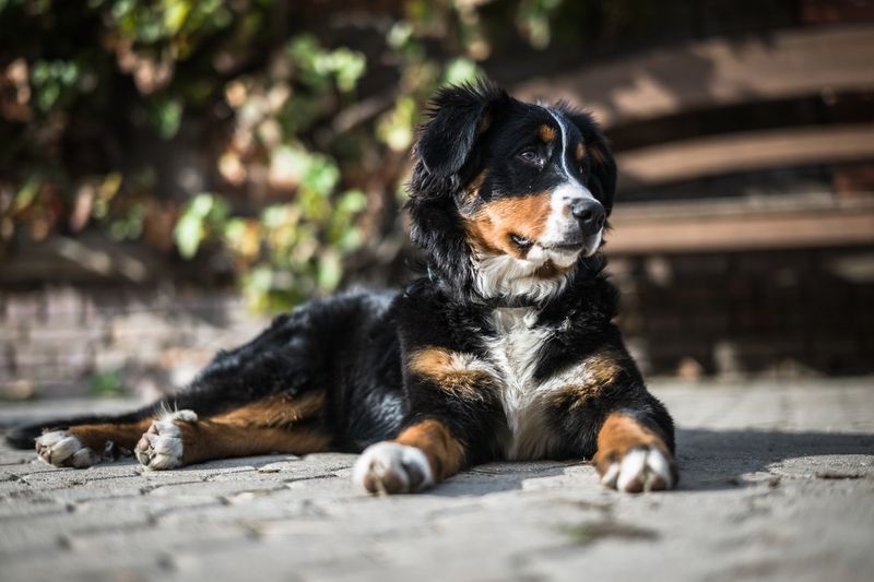 Bernese Mountain Dogs Wilt Quickly