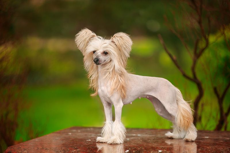 Chinese Crested – Fashionable and Fearless