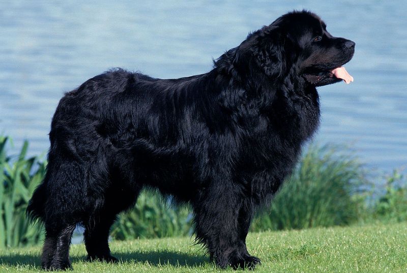 Newfoundland (Black Variety)