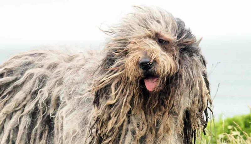Bergamasco Shepherd: The Matted Mess Master