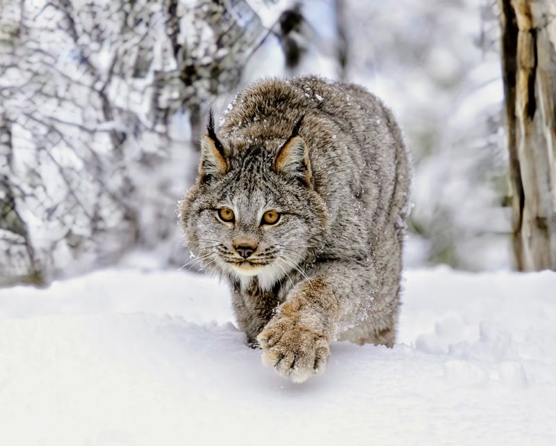 Lynx's Snowshoe Social Boundaries