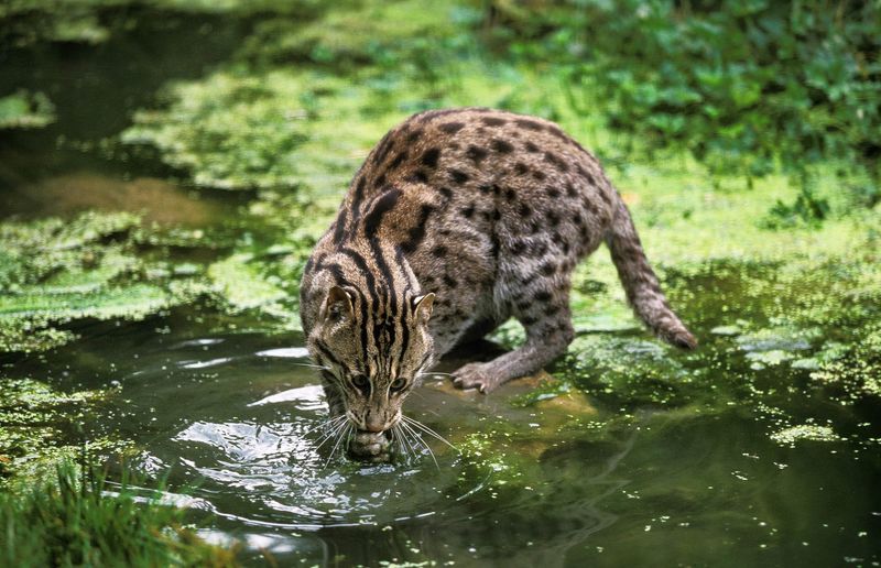 Fishing Cat