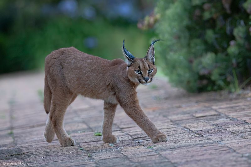 Caracal