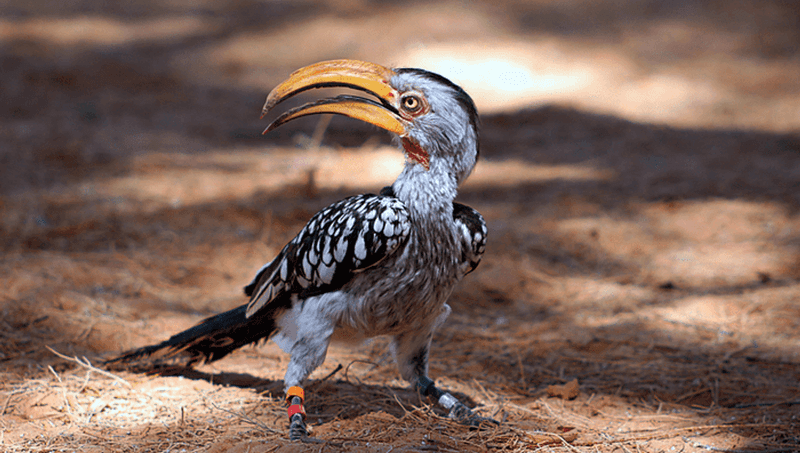 Zazu's Beaked Bureaucrat