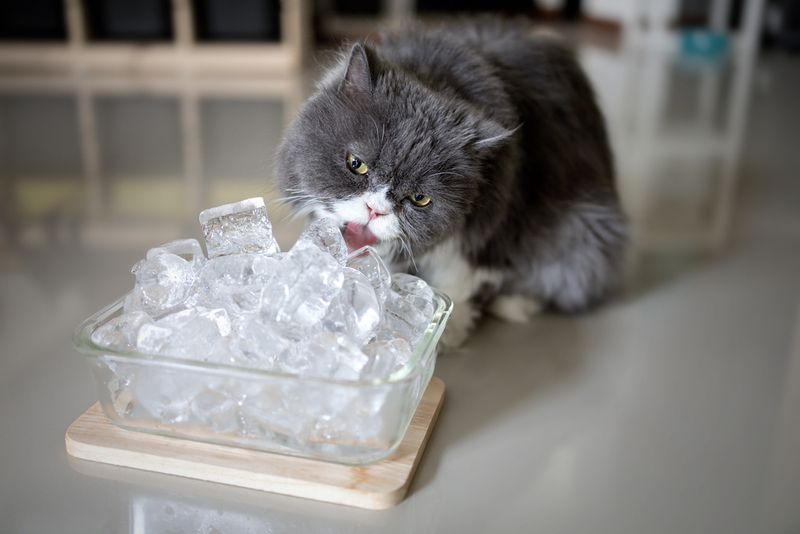 Ice Cube Playtime