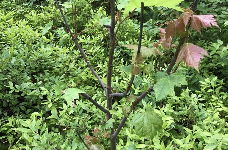 Maple Seedlings