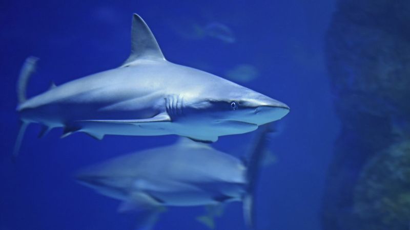 Sharks Don't Get Cancer