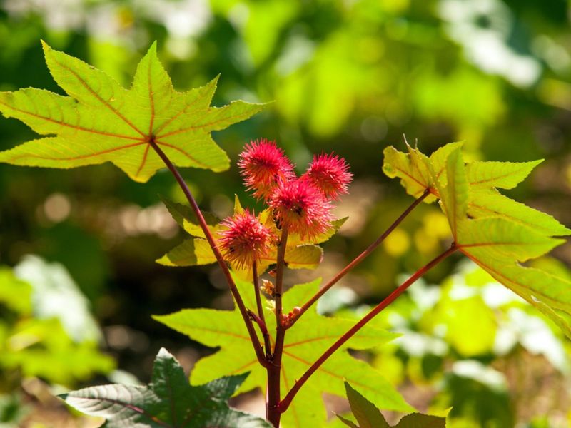 Majestic Castor Bean Plants