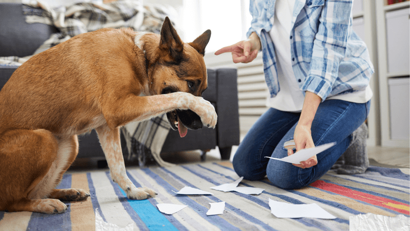 Yelling Creates Fearful Dogs