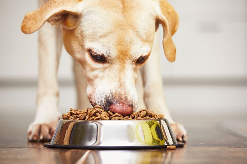 All Pet Foods Are Basically The Same