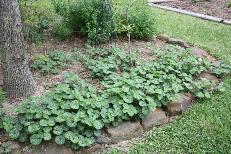 Pipevine