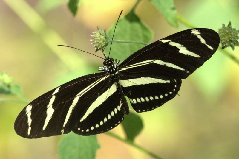 Zebra Longwing