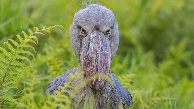 Shoebill Stork