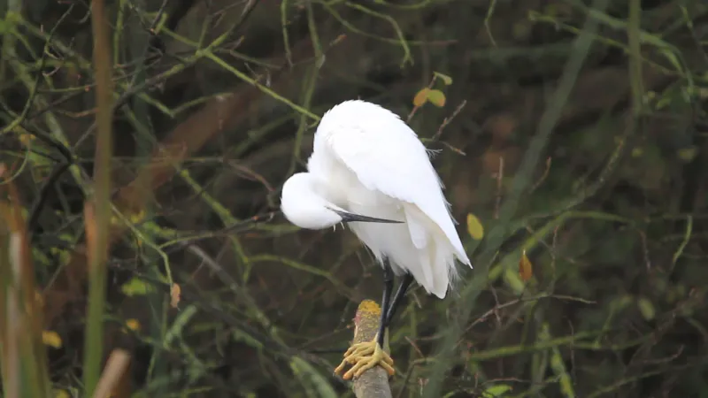 Little Egret – The Global Colonizer