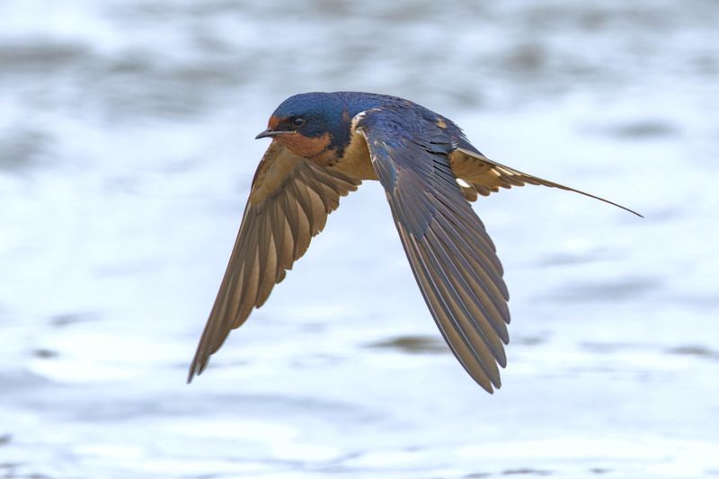 Barn Swallows: The Acrobatic Insect-Eaters