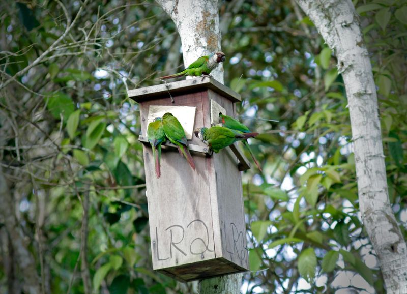 Help Fund Nest Box Programs