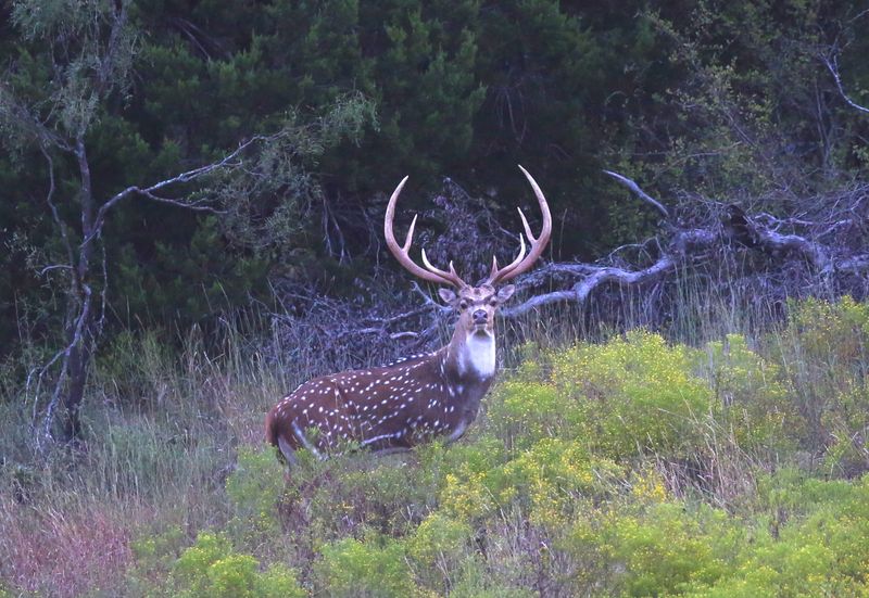 Virtually Predator-Proof Population