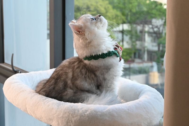 Window Perches Create Entertainment Centers