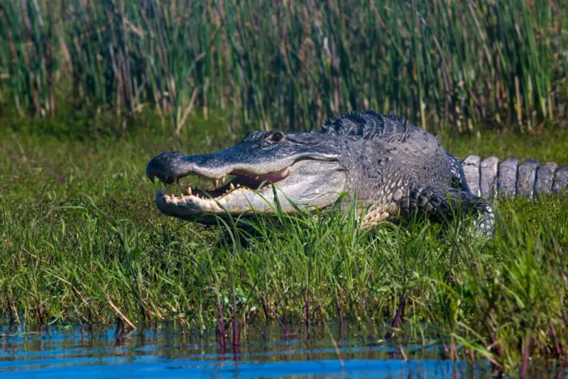 American Alligator
