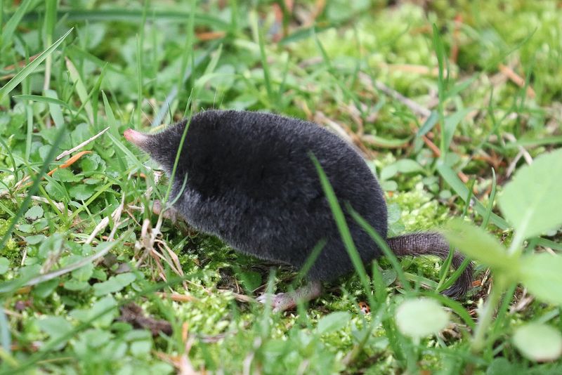 American Shrew Mole: Underground Speedster